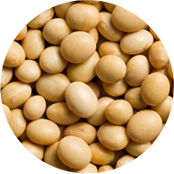 soyabean